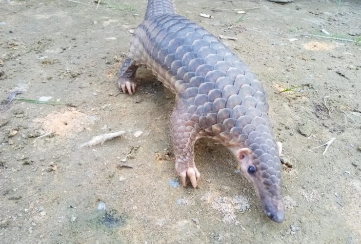 trenggiling dilindungi