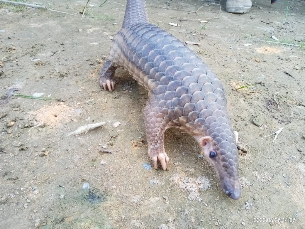 trenggiling dilindungi