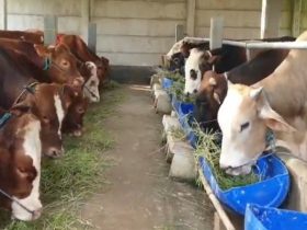 penyakit hewan kurban