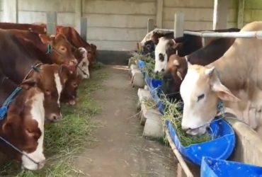 penyakit hewan kurban