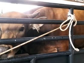bantuan sapi kurban