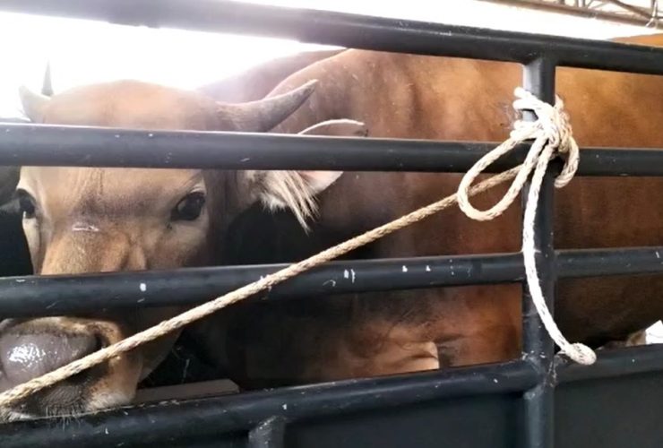 bantuan sapi kurban