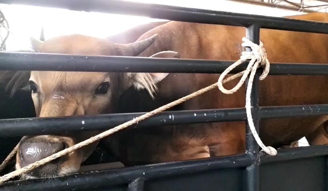 bantuan sapi kurban