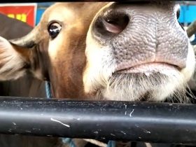 sapi kurban dari NTT