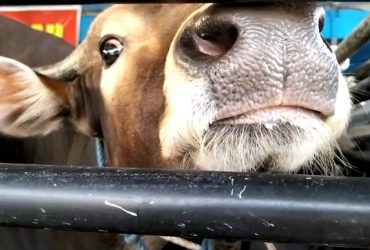 sapi kurban dari NTT