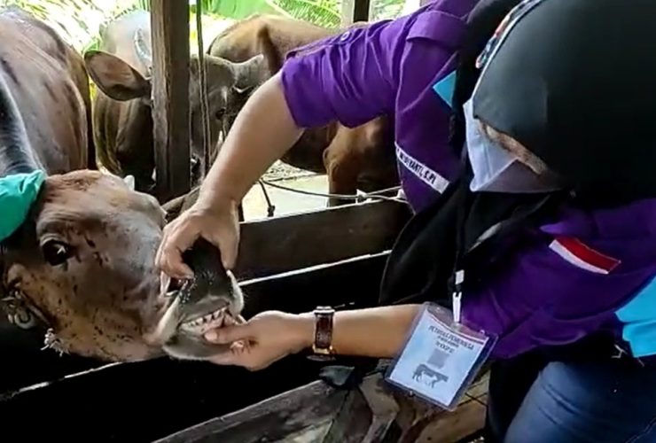 sapi di Sanggau