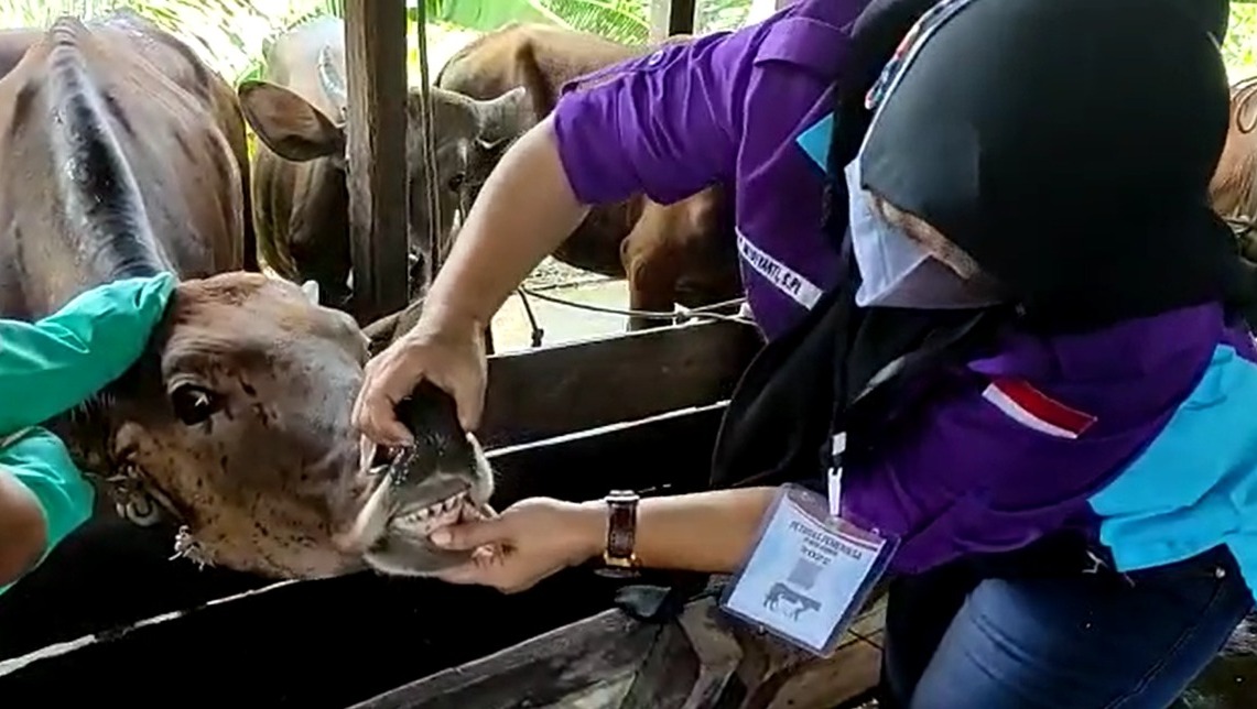 sapi di Sanggau