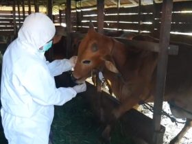 sapi kurban diawasi