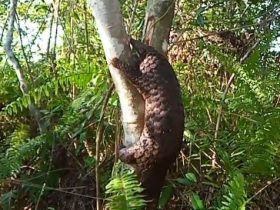 trenggiling satwa langka