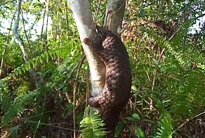 trenggiling satwa langka