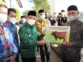 bantuan sapi kurban