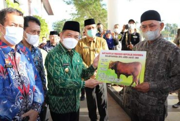 bantuan sapi kurban