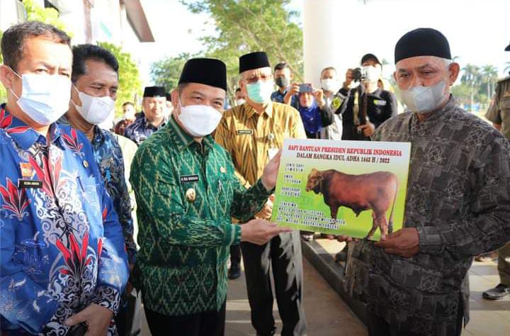 bantuan sapi kurban