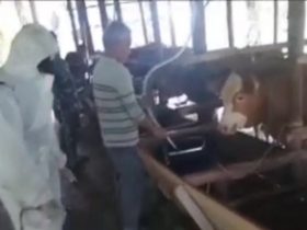 sapi layak kurban