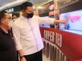 harga arwana super red