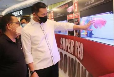 harga arwana super red