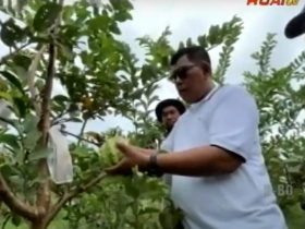 video bupati petik jambu