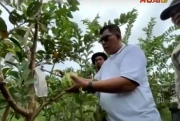 video bupati petik jambu