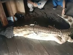 buaya terlilit pukat