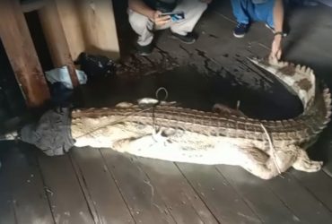 buaya terlilit pukat