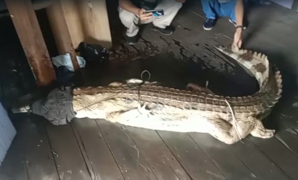 buaya terlilit pukat