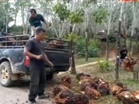 harga sawit anjlok