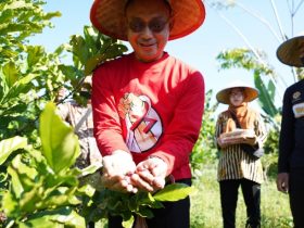 tanam kopi di gambut