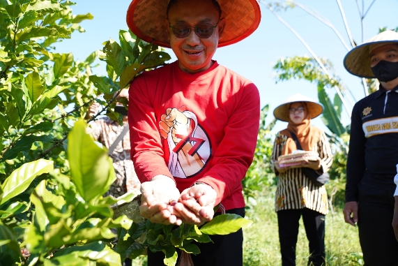 tanam kopi di gambut