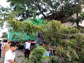 tronton senggol pohon