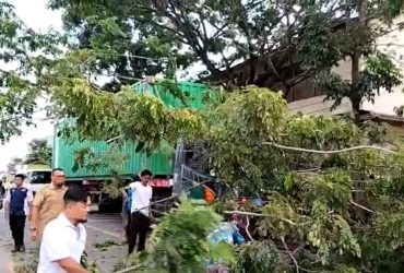 tronton senggol pohon