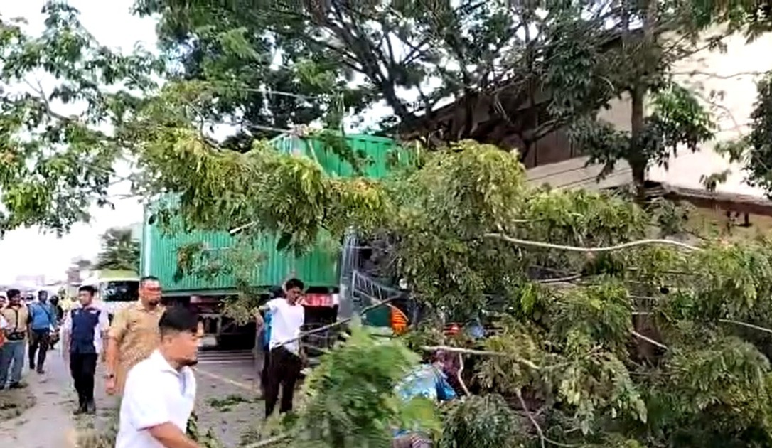 tronton senggol pohon