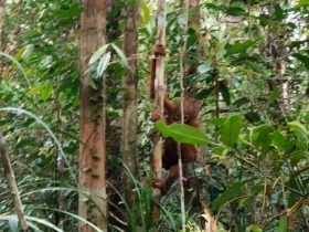 orangutan di habitat