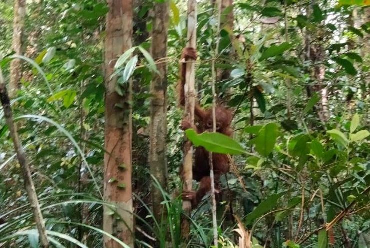 orangutan di habitat