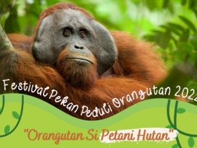 orangutan