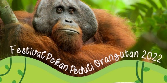 orangutan