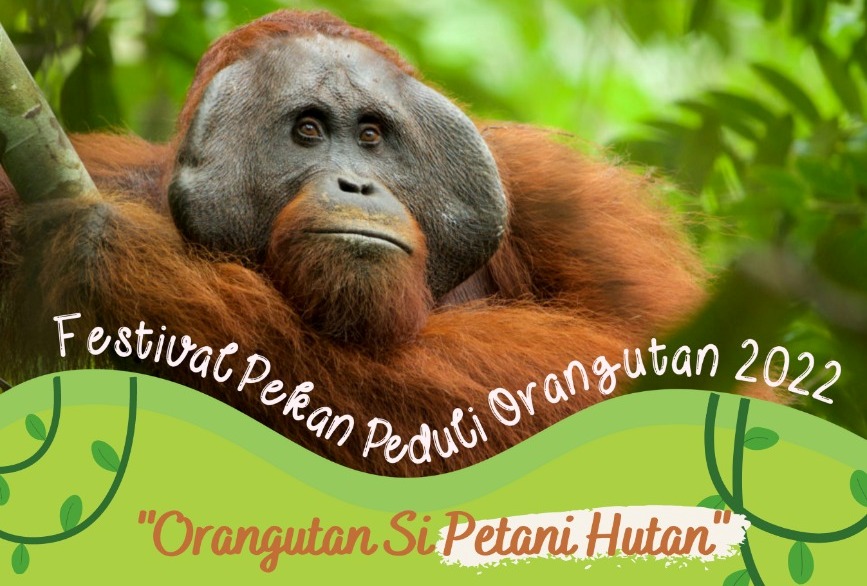 orangutan