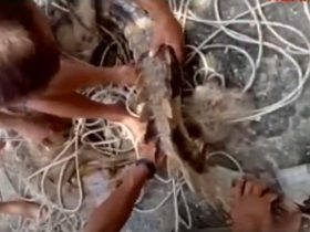 buaya terjaring pukat