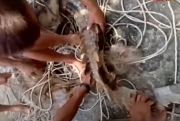 buaya terjaring pukat