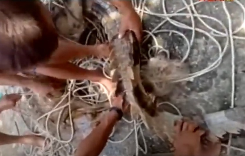 buaya terjaring pukat