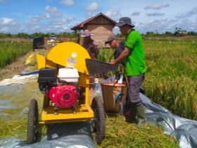 cara meningkatkan panen padi