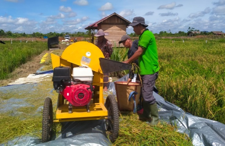 cara meningkatkan panen padi
