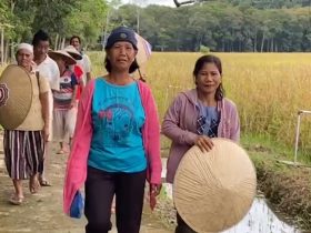 panen padi kapuas hulu