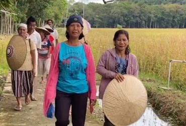 panen padi kapuas hulu