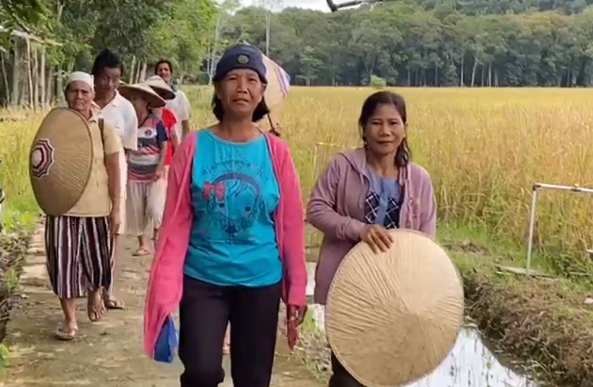 panen padi kapuas hulu