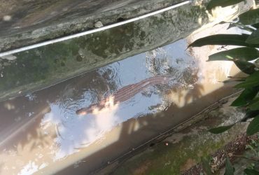buaya pontianak